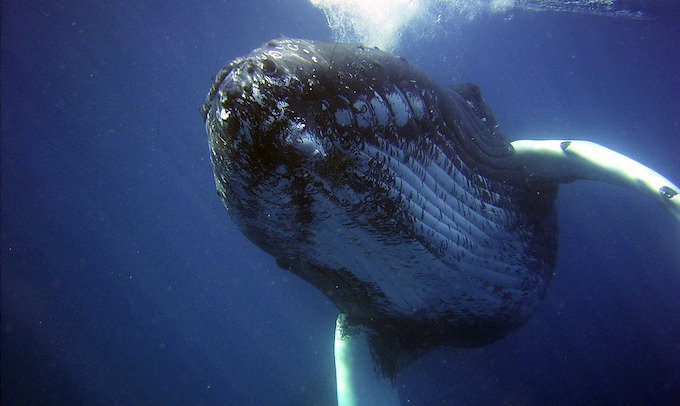 Etats-Unis : Un pêcheur "avalé" par une baleine ressort sain et sauf