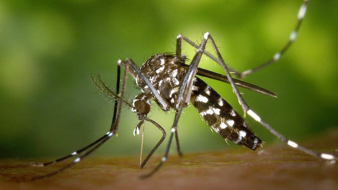 Dengue : L’épidémie diminue mais reste intense