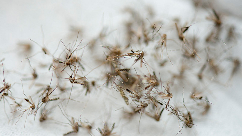 Dengue : 1 décès, 806 nouveaux cas, la circulation du virus en baisse