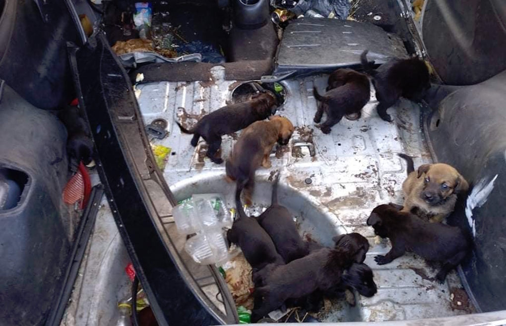 Ste-Suzanne : 14 chiots découverts dans une carcasse de voiture, des bénévoles interpellent la mairie