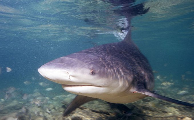 Un requin bouledogue de 2m capturé à la pointe du diable à St-Pierre
