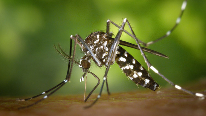 "Le déploiement du moustique stérile nécessite de créer une véritable usine"