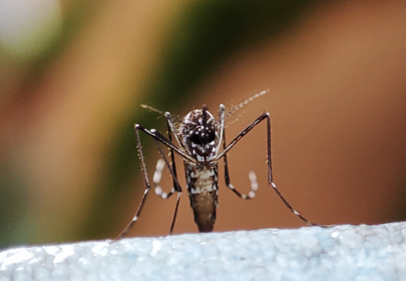 Dengue : La baisse se poursuit avec 94 cas