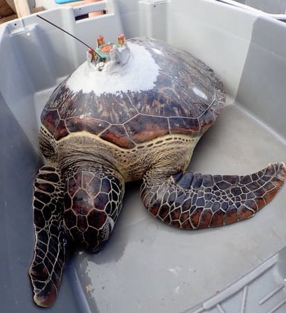 Kélonia lance un appel à l'aide pour retrouver la balise d'une tortue