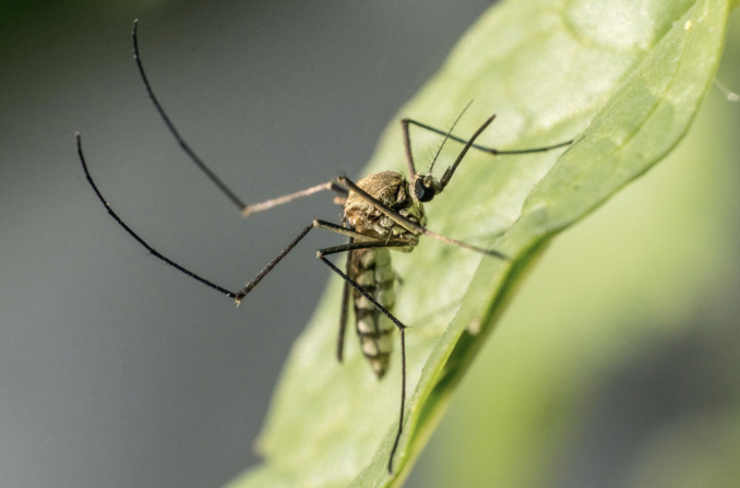 Dengue : 1 décès, 73 nouveaux cas