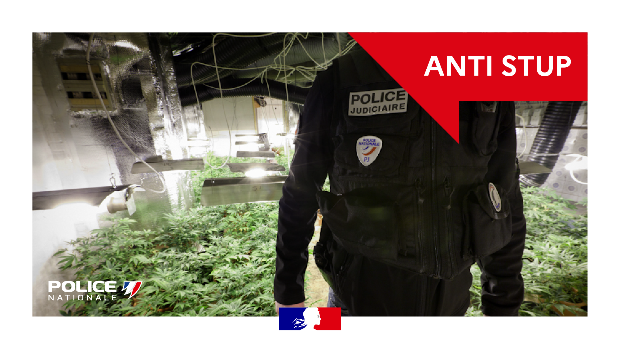 Plus de 46 kg de cannabis saisis à Basse-Terre par les policiers