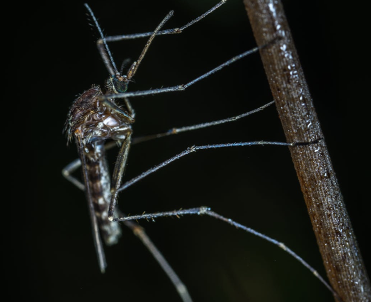 Dengue : Une vingtaine de cas hebdomadaires