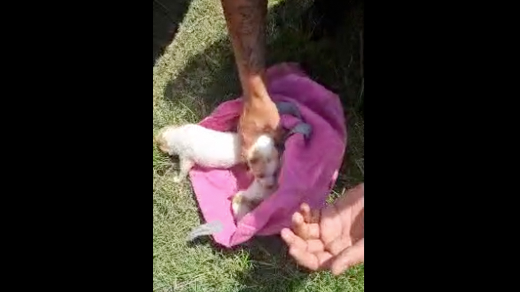 Vidéos - Saint-Paul : Ils sauvent des chiots jetés dans un sac