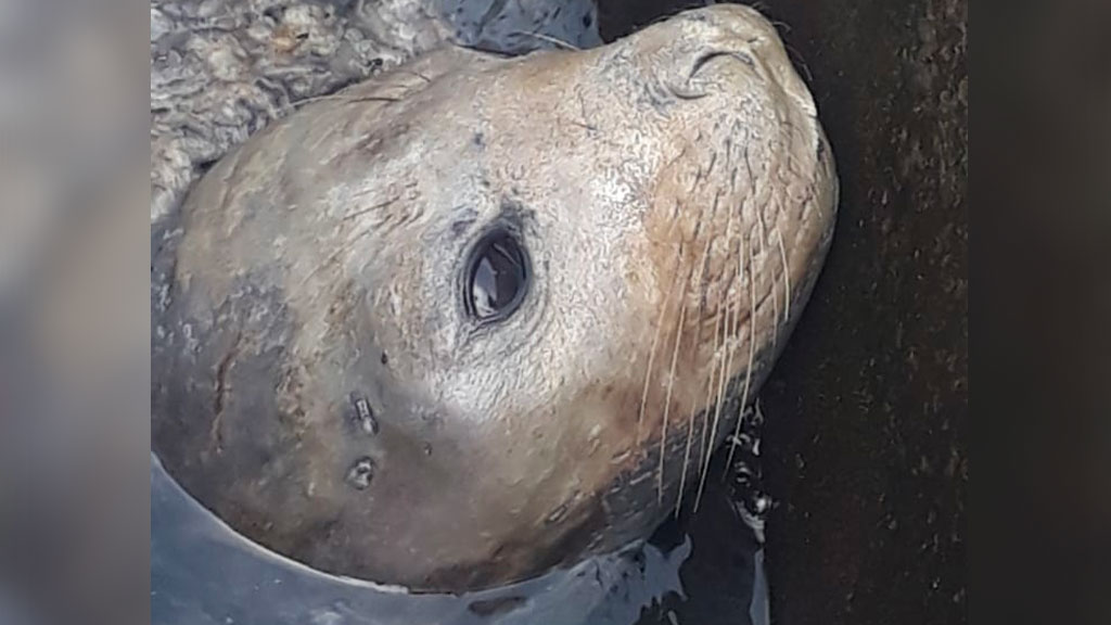 Photos - Vidéos : Opération de sauvetage pour l'éléphant de mer coincé à La Grande Chaloupe