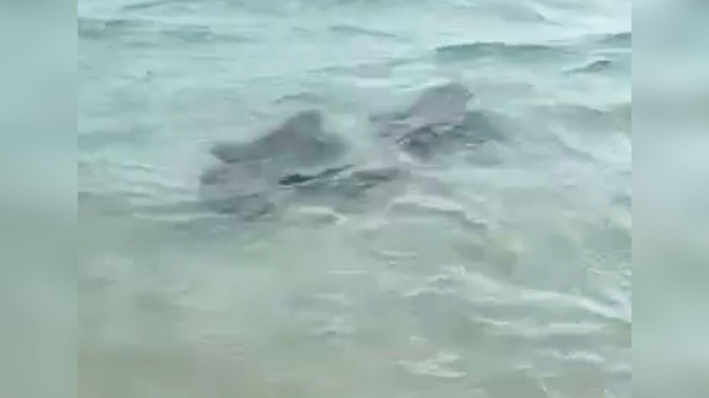 Vidéo - Deux raies filmées dans le lagon au plus près des plagistes