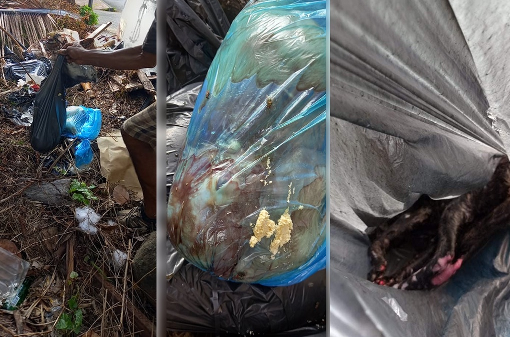 Saint-Pierre : Elle découvre des chats maltraités jetés dans des sacs-poubelle