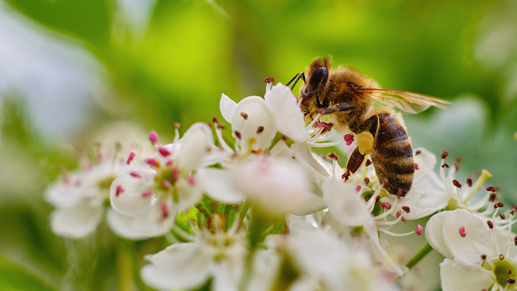 Voici pourquoi il n'y aurait pas de vie sans abeilles
