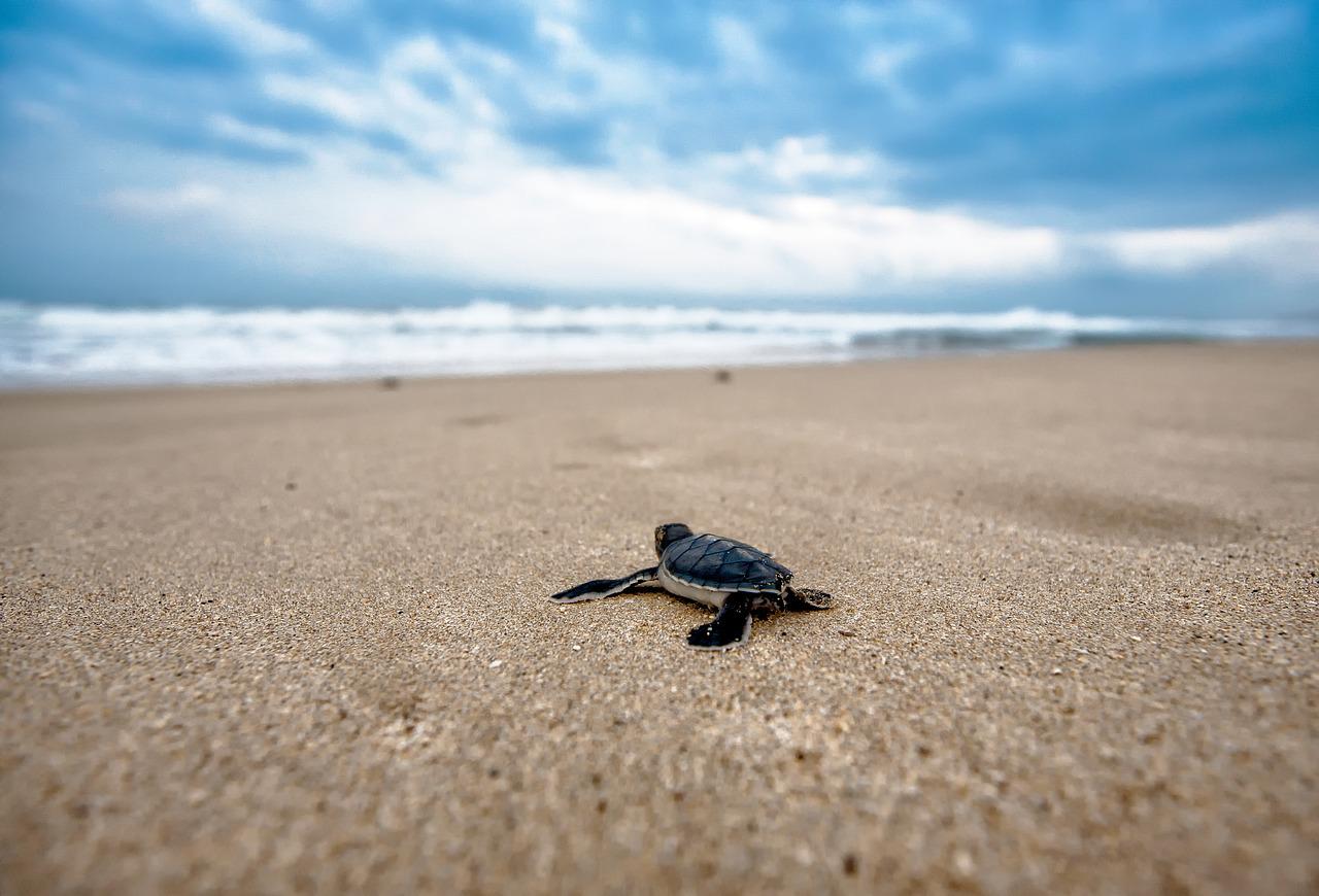 Protection des espèces marines : une journée pour célébrer les tortues