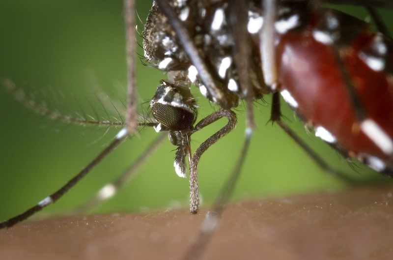 Dengue : Le nombre de cas poursuit sa baisse, la région Sud reste la plus concernée