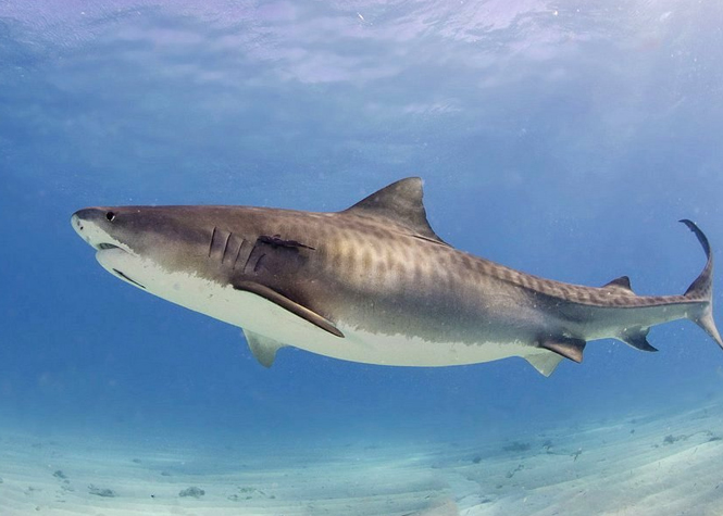 Observations de requins : Le CSR réitère son appel à la prudence