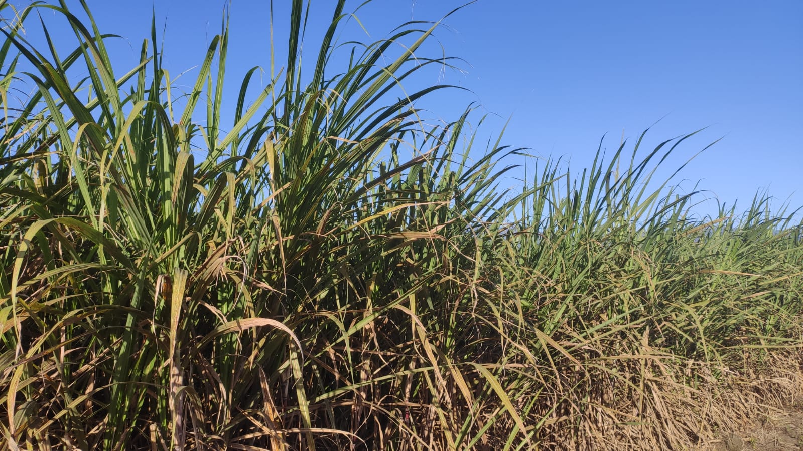 Filière sucre à La Réunion : Une révolution inévitable dans les 5 ans