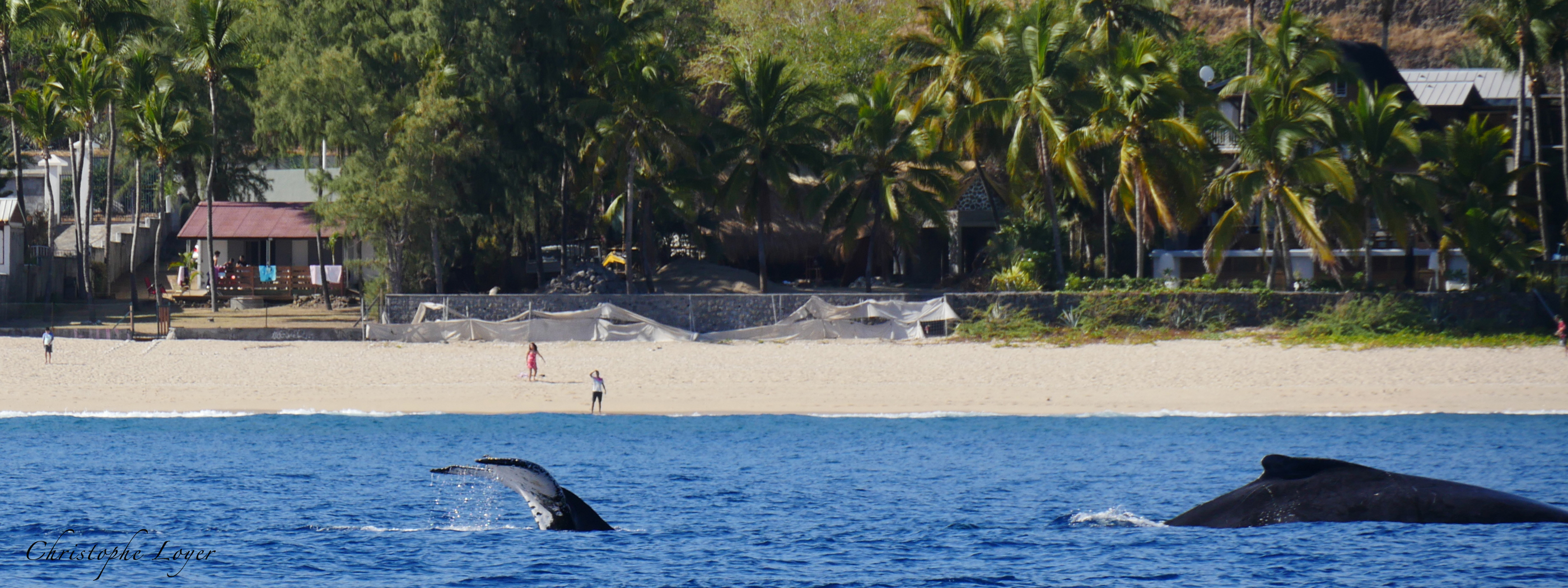 Une baleine longe la plage de Cap Homard