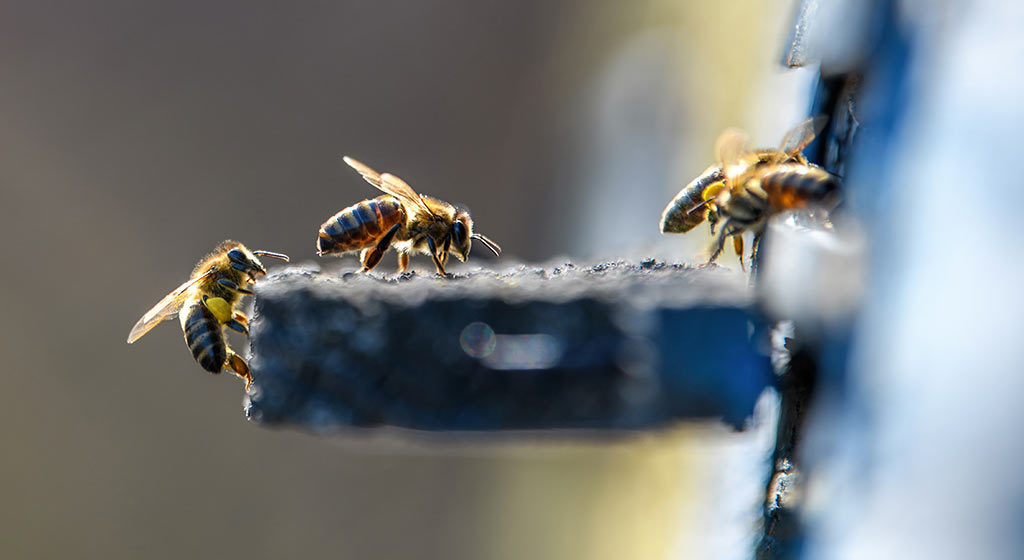 Santé des abeilles : Mobilisation pour lutter contre un parasite des abeilles à La Réunion