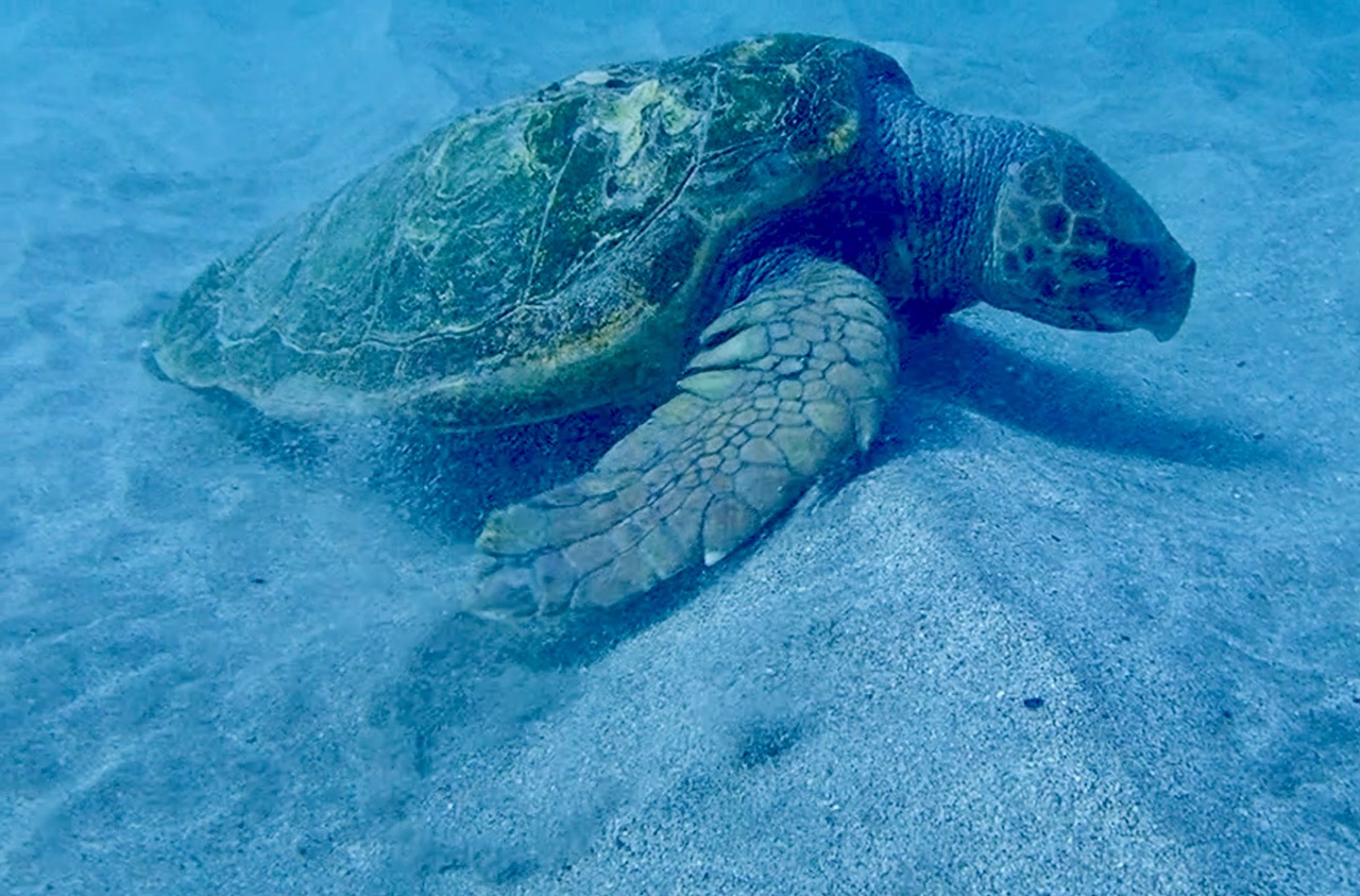 Après avoir frôlé la mort plusieurs fois, la tortue Cc Dominic retrouve l’océan
