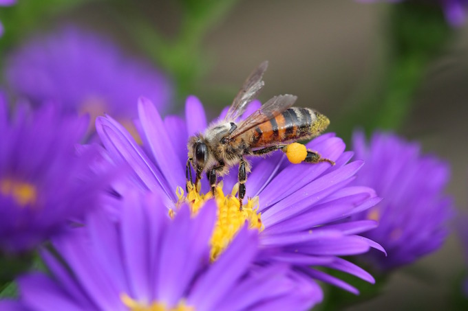 Des mesures drastiques pour éviter la dissémination de la maladie des abeilles en dehors de La Réunion