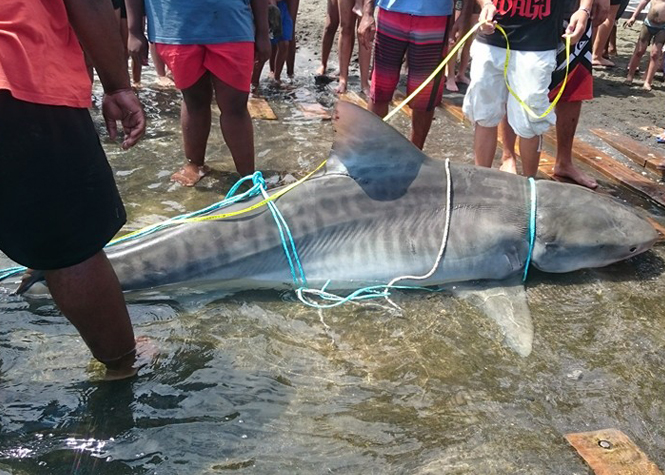 Conséquences économiques de la destruction des grands requins : une politique potentiellement catastrophique pour les pêcheries