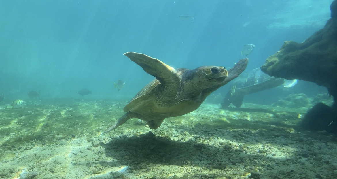 Vidéo -  De l'élevage de tortues à leur préservation : L'exemple réussi de la reconversion de Kelonia