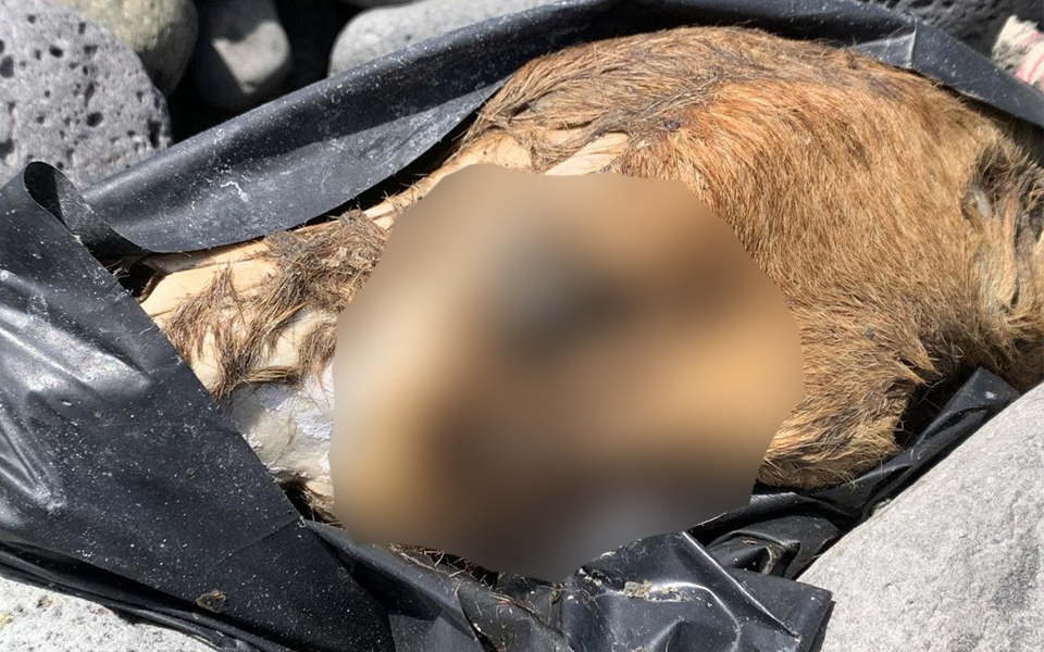 Maltraitance animale : Un passant fait une effroyable découverte sur le littoral dionysien