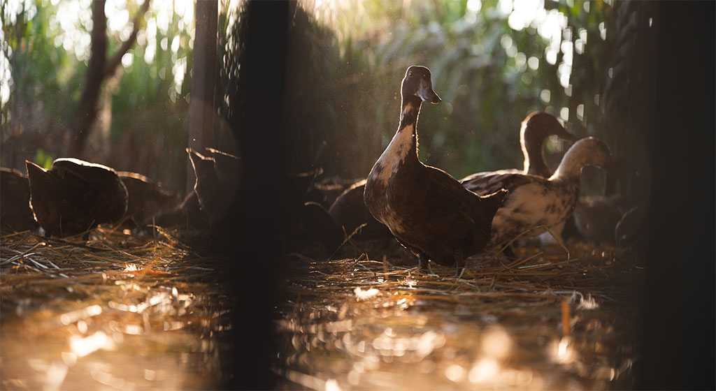 Grippe aviaire : Une zone de surveillance autour des basses-cours contaminées