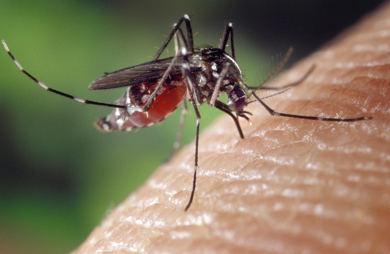 Dengue : Avec l'été qui s'installe, la crainte d'une reprise épidémique
