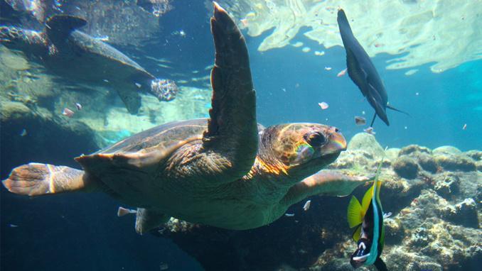 Un nouvel outil pour lutter contre les menaces pesant sur les tortues marines
