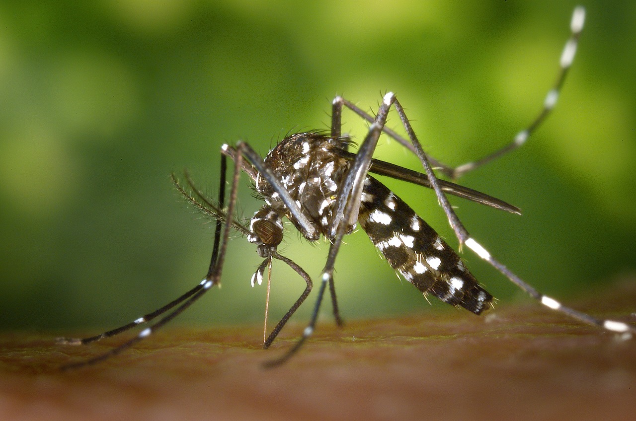 Des moustiques super-résistants aux insecticides identifiés en Asie
