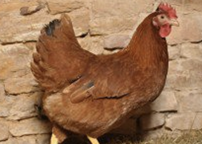 Des cas de grippe aviaire en Grande-Bretagne et aux Pays-Bas
