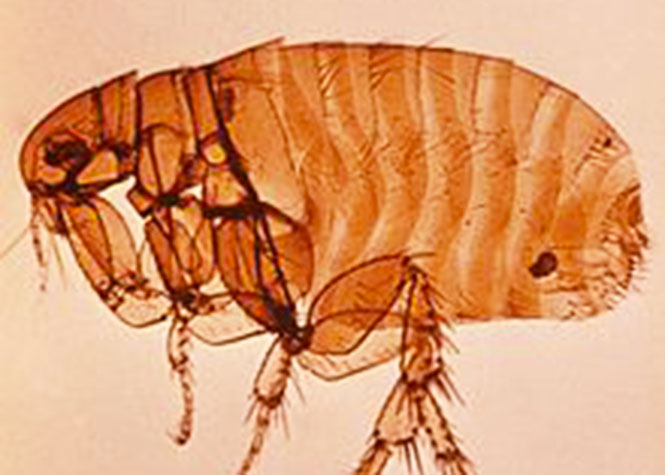 La puce du rat, Xenopsylla cheopis est le principal vecteur de la peste.