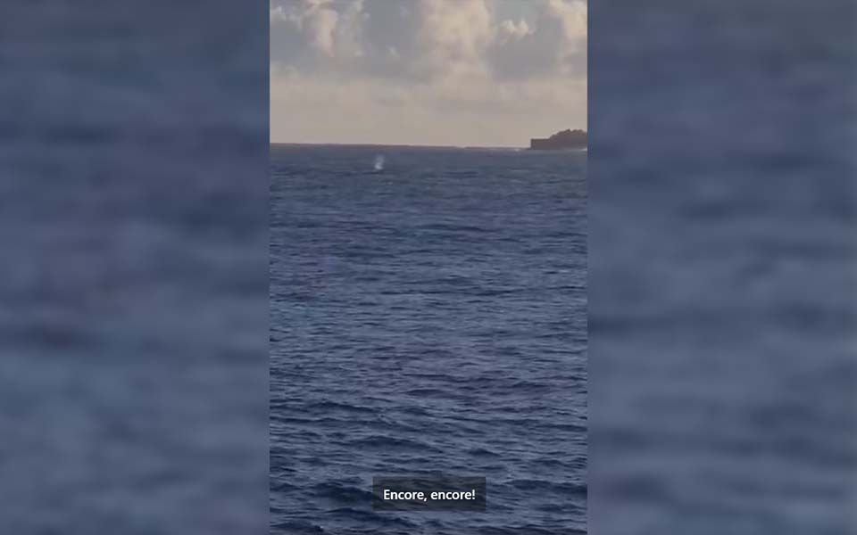 Vidéo - La saison des baleines est-elle lancée à La Réunion ?