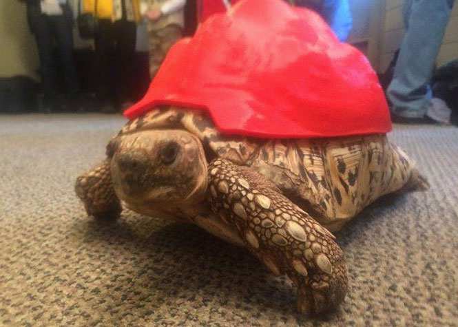 Une tortue léopard sauvée grâce à une carapace imprimée en 3D
