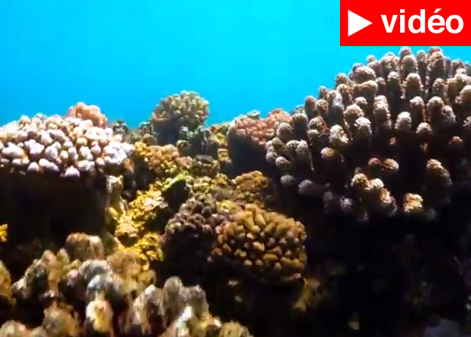  NRL: Le récif corallien des Lataniers menacé par le chantier?