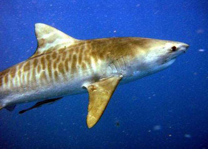 Un requin tigre de plus de trois mètres prélevé ce lundi