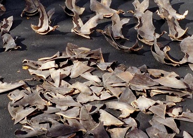 Pêche au requin à Maurice: Les braconniers dans le collimateur du gouvernement