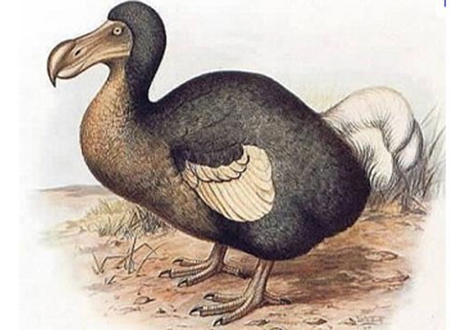 Maurice : Des milliers de dodos auraient disparu à cause d'un cocktail d'algues et d'excréments