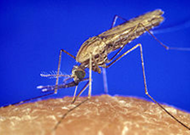 Paludisme : 119 personnes tuées à Madagascar depuis le début de l'année