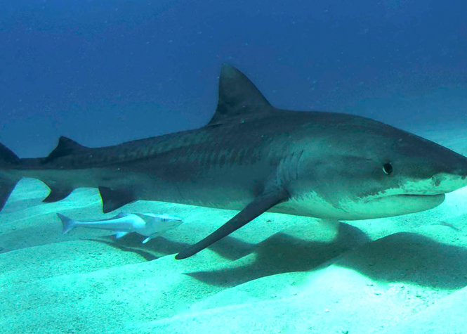 Cap Requins 2 : Un tigre de 3,50 m et un bouledogue de 2,50m prélevés