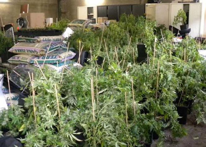 Val-d'Oise : 1.600 pieds de cannabis découverts dans une villa inoccupée