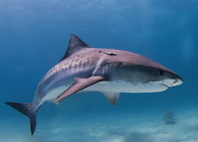 Un courrier officiel de l'Etat dit qu'"aucun argument sanitaire" ne justifie l'interdiction de consommation de requin