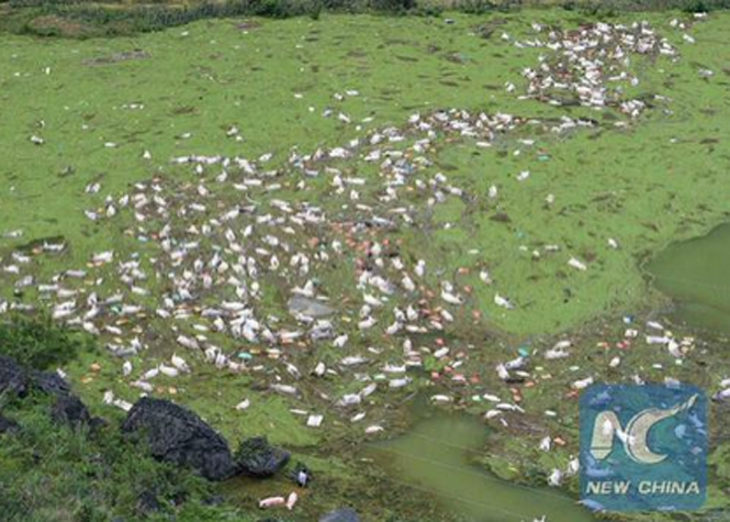 Chine : 16.000 porcs périssent noyés dans des inondations