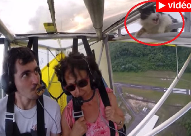 Guyane : Un chat monte incognito sur l'aile d'un ULM...