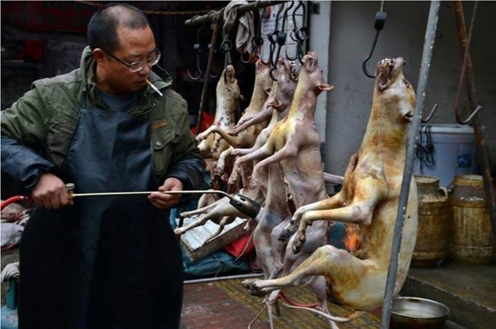 Yulin Festival en Chine: 10.000 chiens torturés et massacrés hier