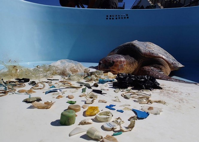 Kelonia: 217 grammes de plastique retrouvés dans une tortue décédée