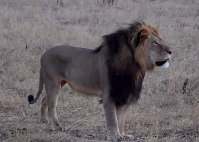 Zimbabwe : Le célèbre lion Cecil du parc national de Hwange abattu pour 50.000 euros