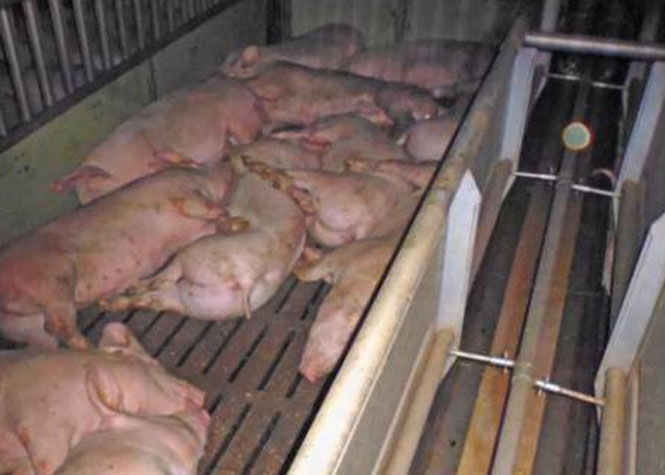 Suisse : 135 porcs gazés par leurs flatulences