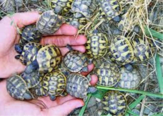 Madagascar : Les 151 tortues radiata saisies à Roissy de retour dans la Grande Ile